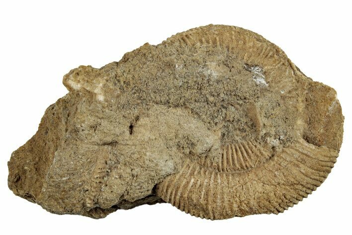 Jurassic Ammonite (Dactylioceras) Fossil - Germany #262976